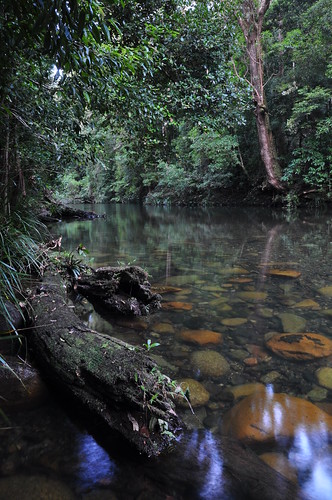water river rainforest australia nsw newsouthwales wilsonriver williwillinationalpark
