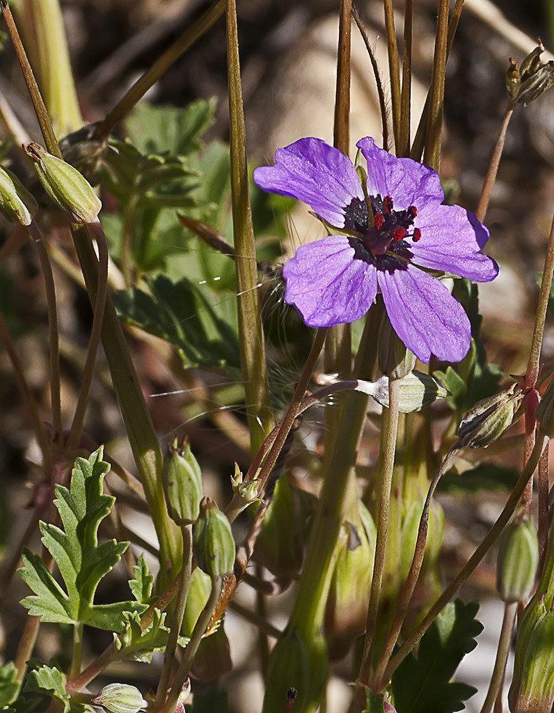 Erodium guttatum (Desf.) Willd.