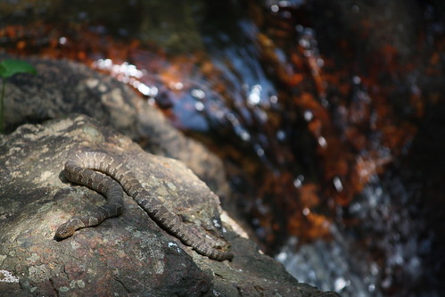 park water georgia state snake northern northgeorgia amicalolafalls northernwatersnake midlandwatersnake