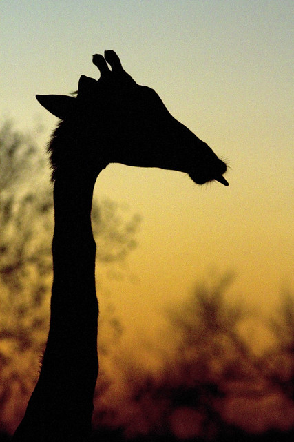 Giraffe at Sunrise_8493