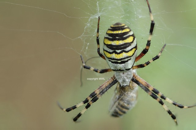 Argiope with HeliconFocus