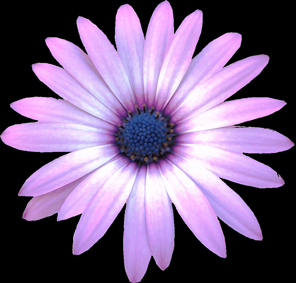 duplicity clipart flower