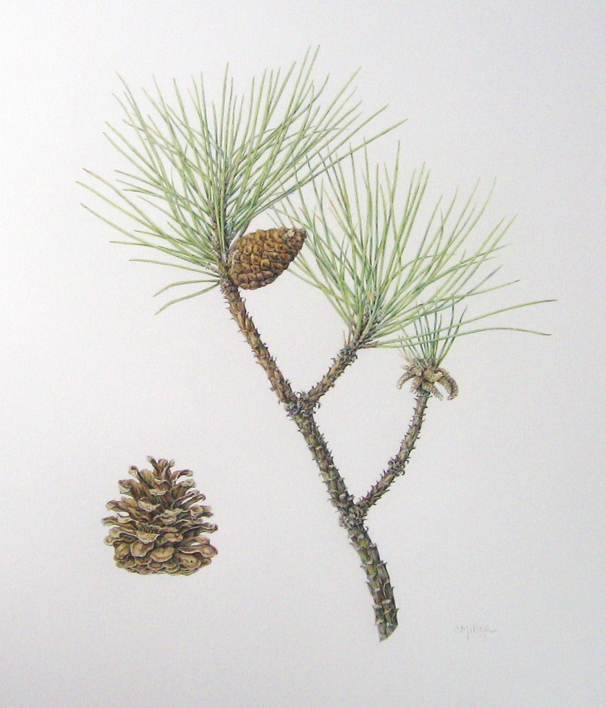 pine final