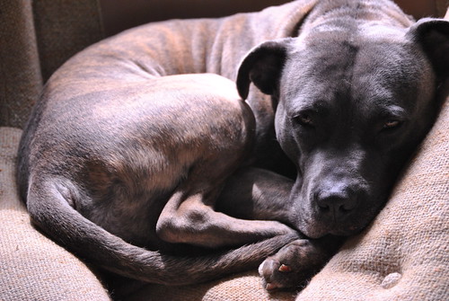 Staffordshire Terrier, Boss | by poathomson