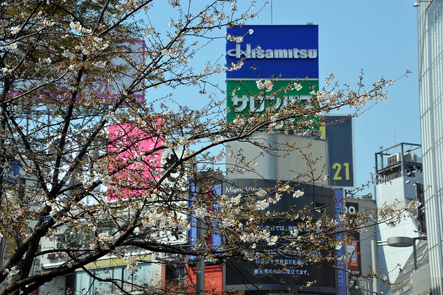 Shibuya Sakura