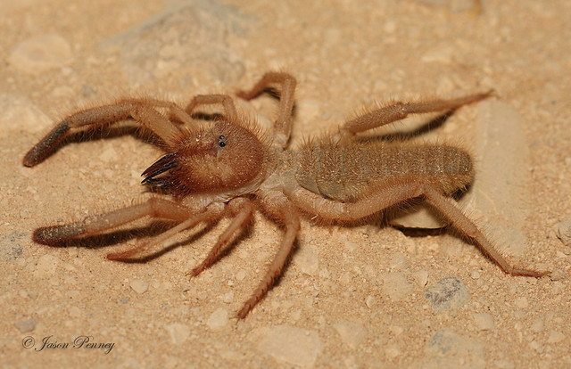 Wind Scorpion/Camel Spider/Sun Spider - Solifugae