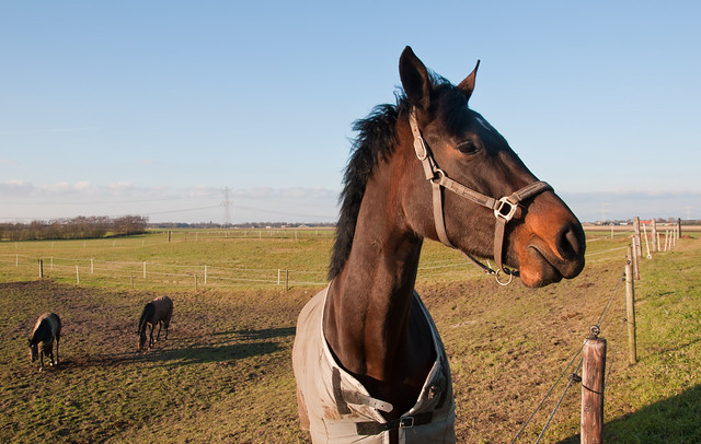 Portret van een paard - Portrait of a horse