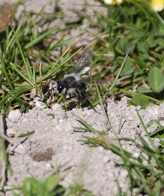 Andrena cineraria - Grey Mining Bee