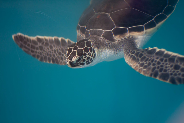 Sea Turtle - Maui Ocean Center