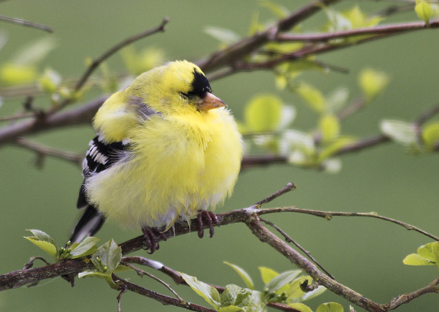 American Goldfinch (Spinus tristis) Fluffy and Very Tired Youngster