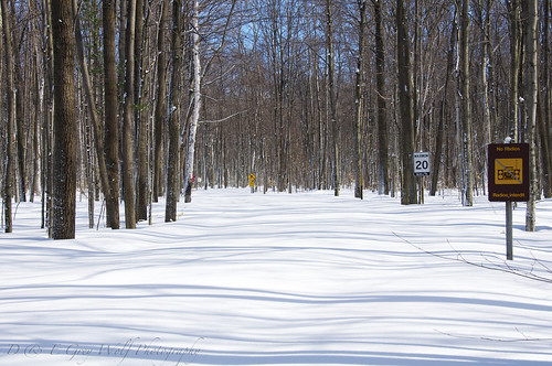 winter snow ontario nature landscape skiing trail awendaprovincialpark