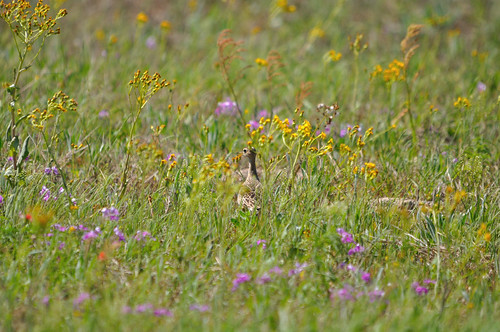 bird nature nikon texas wilsoncounty uplandsandpiper bartramialongicauda lavernia