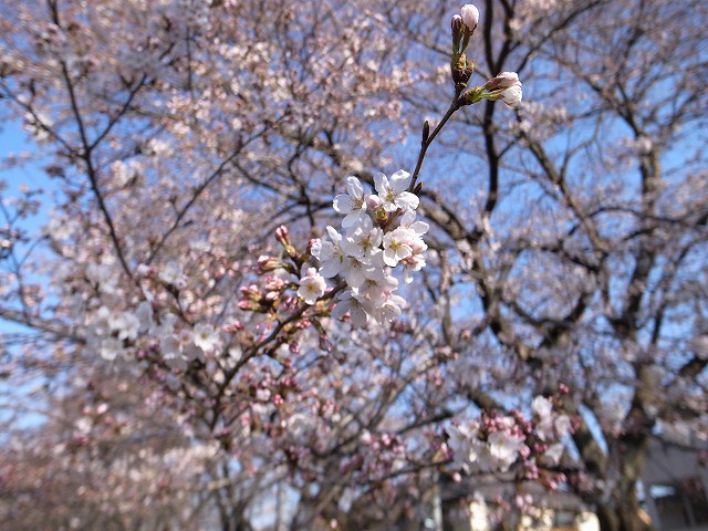 <p>d)これぞ桜色</p>