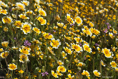 california flowersplants shellcreekhwy58 californiatnc11 tnc11