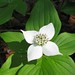 Flickr photo 'Bunchberry (Cornus canadensis)' by: james.harris.anderson.