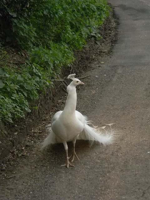 Pure White Peacock Near Royden Hall. Nobody else saw this. Sometimes lagging behind pays off. Yalding to Sevenoaks