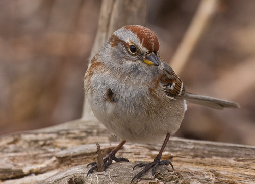 American Tree Sparrow