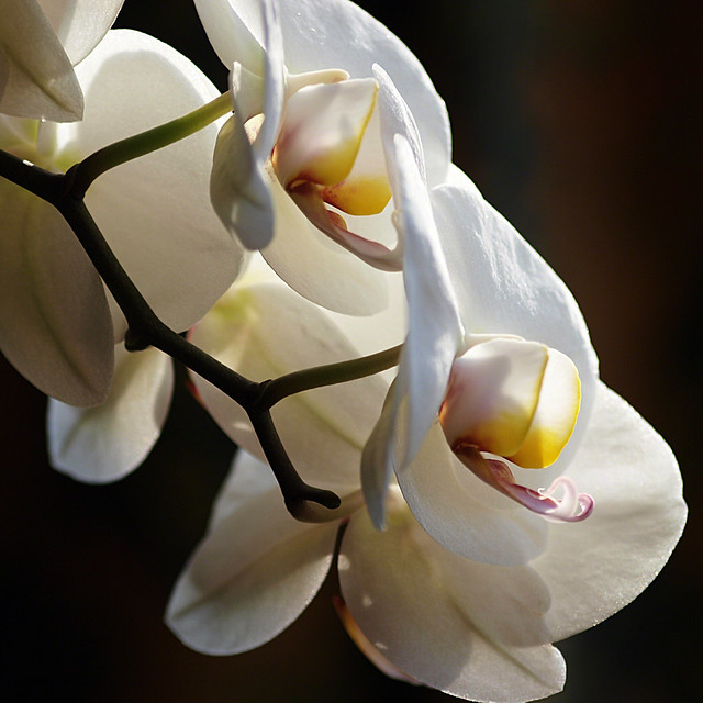 Orchid Contre Jour 2