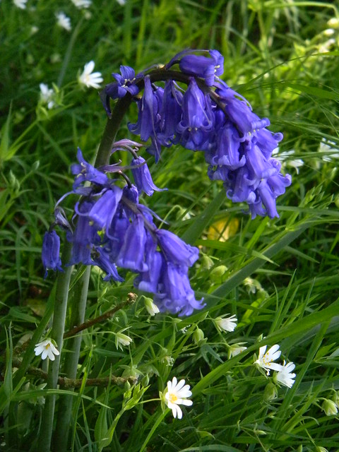 Bluebells in stichwort Ockley to Warnham I think this is the bluest bluebell I've ever photographed. Well done me!