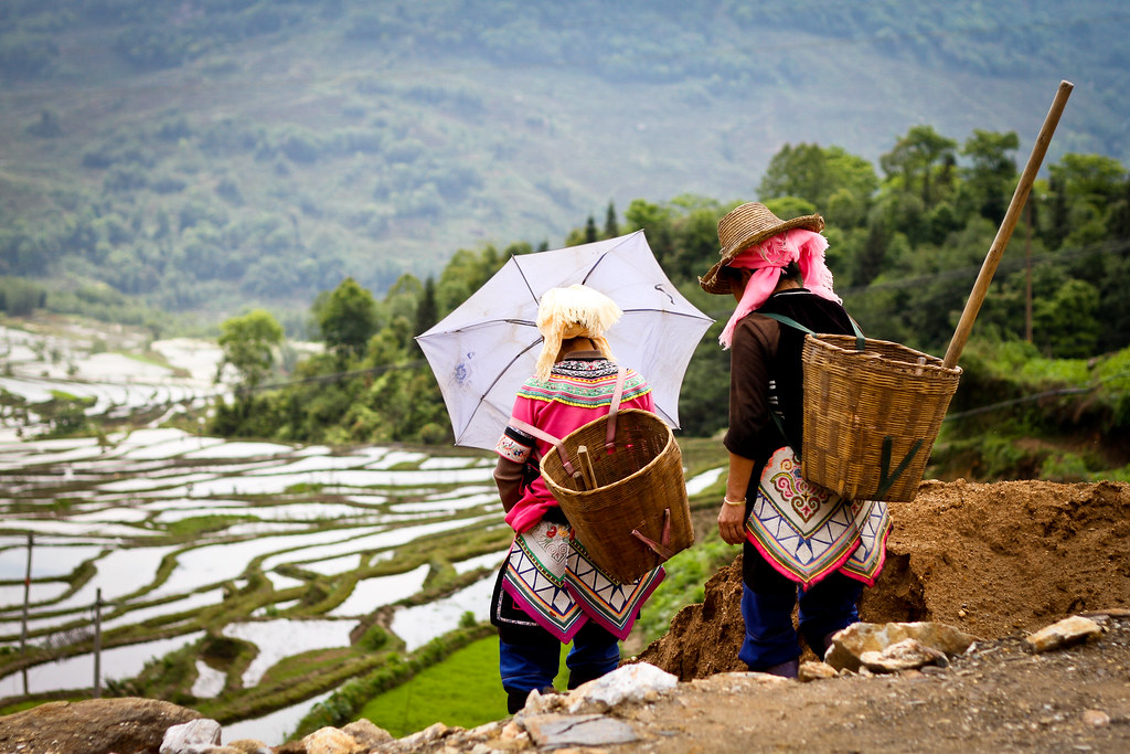 Rice Fields in Yunnan | This picture has been taken near Yua… | Flickr