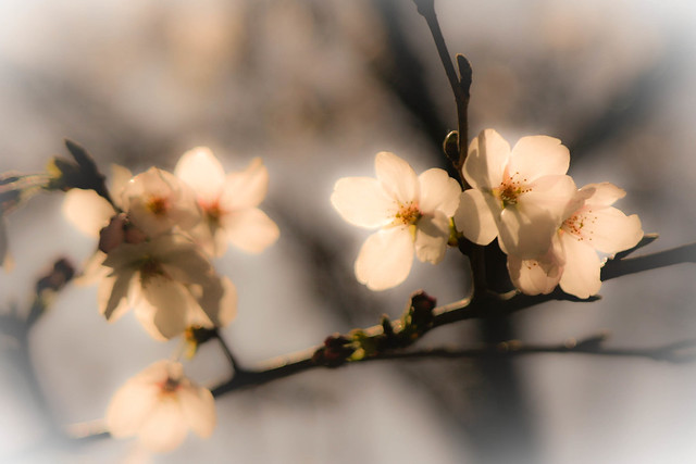 桜咲く。。。Cherry blossom of 2011 JAPAN