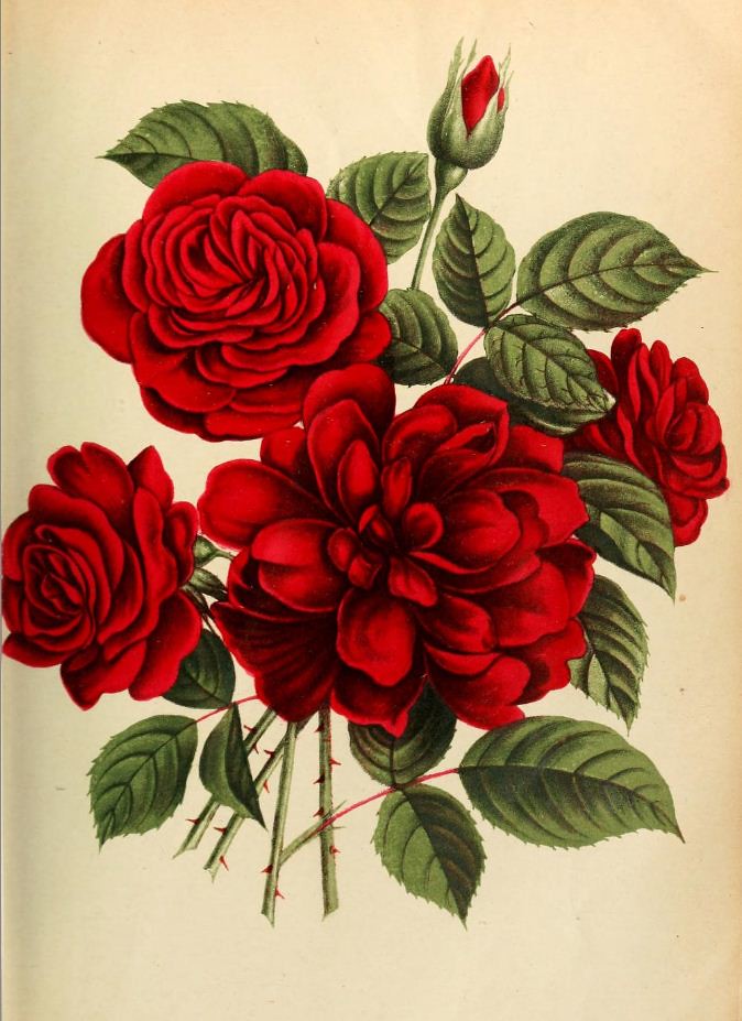 Rose Leuchtfeur | CharmaineZoe's Marvelous Melange | Flickr