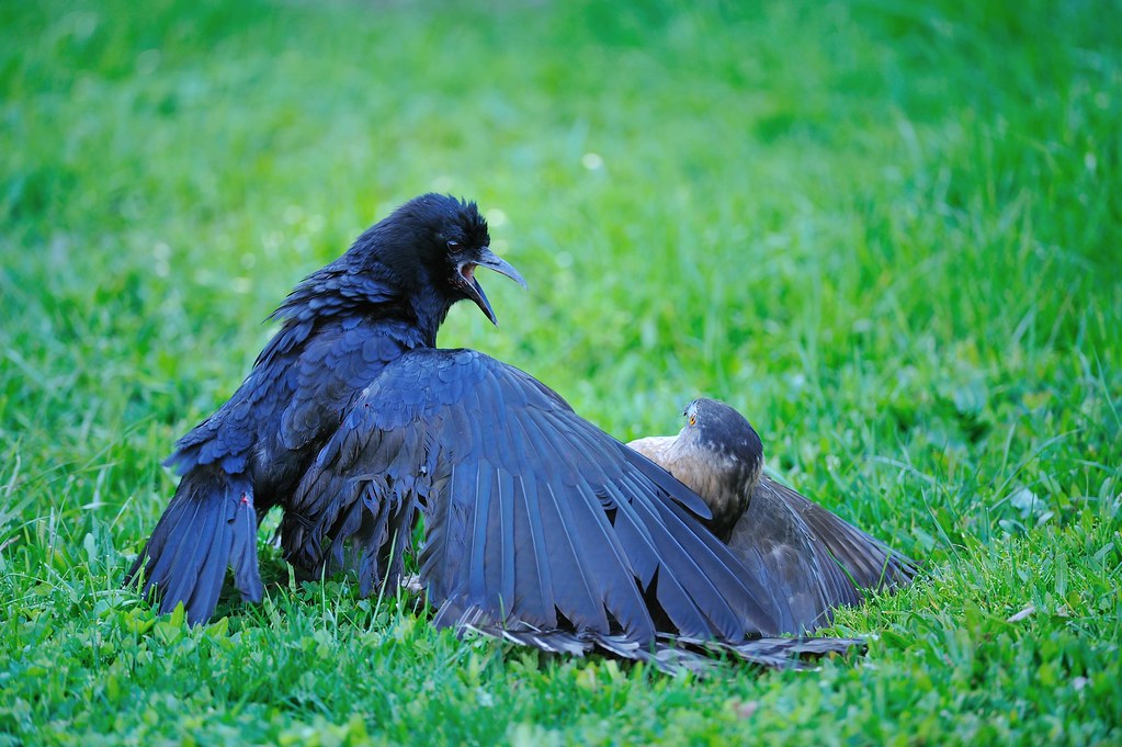 Hawk vs Crow | Tony Probst | Flickr