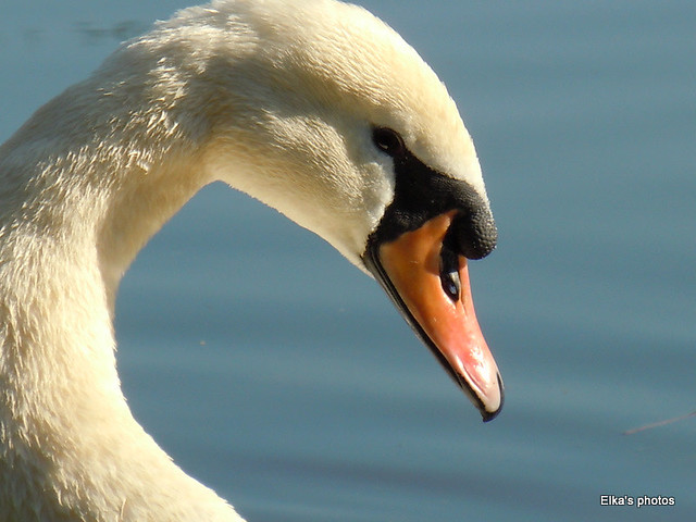 Pensive swan.