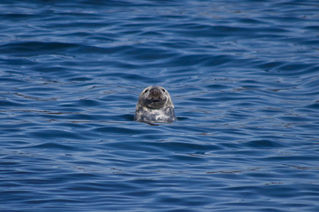 Swimming seal