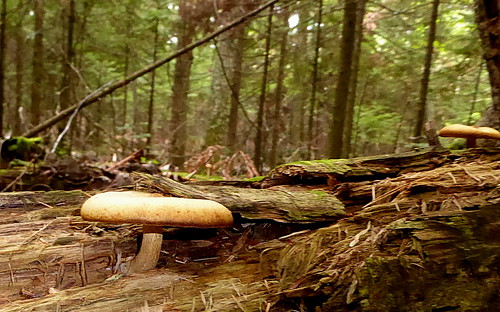 mushrooms fungus fall autumn marquette upper peninsula michigan north country songbird trail nature rotting log