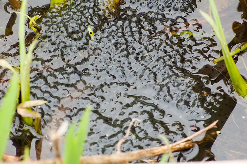 Frog spawn