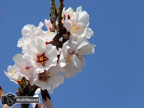 nature beautiful spring iran blossom بهار ايران طبيعت شکوفه khomein خمين زيبايی