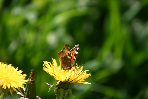 Painted Lady on Dandelion 