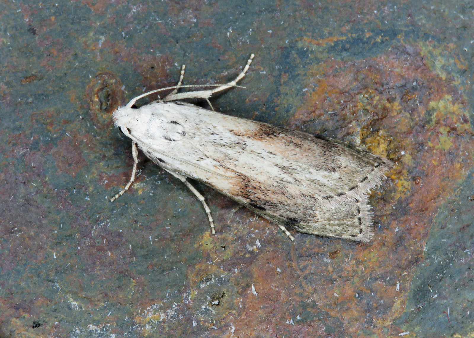 62.001 BF1428 Bee Moth - Aphomia sociella