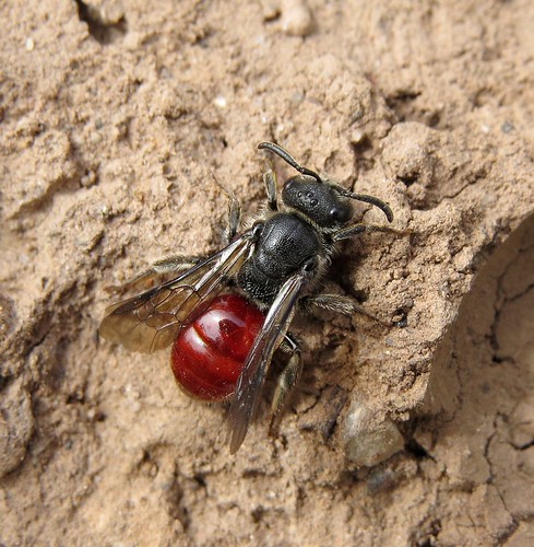 Sphecodes Sphecodes rubicundus (Red-tailed Blood Bee) | Flickr