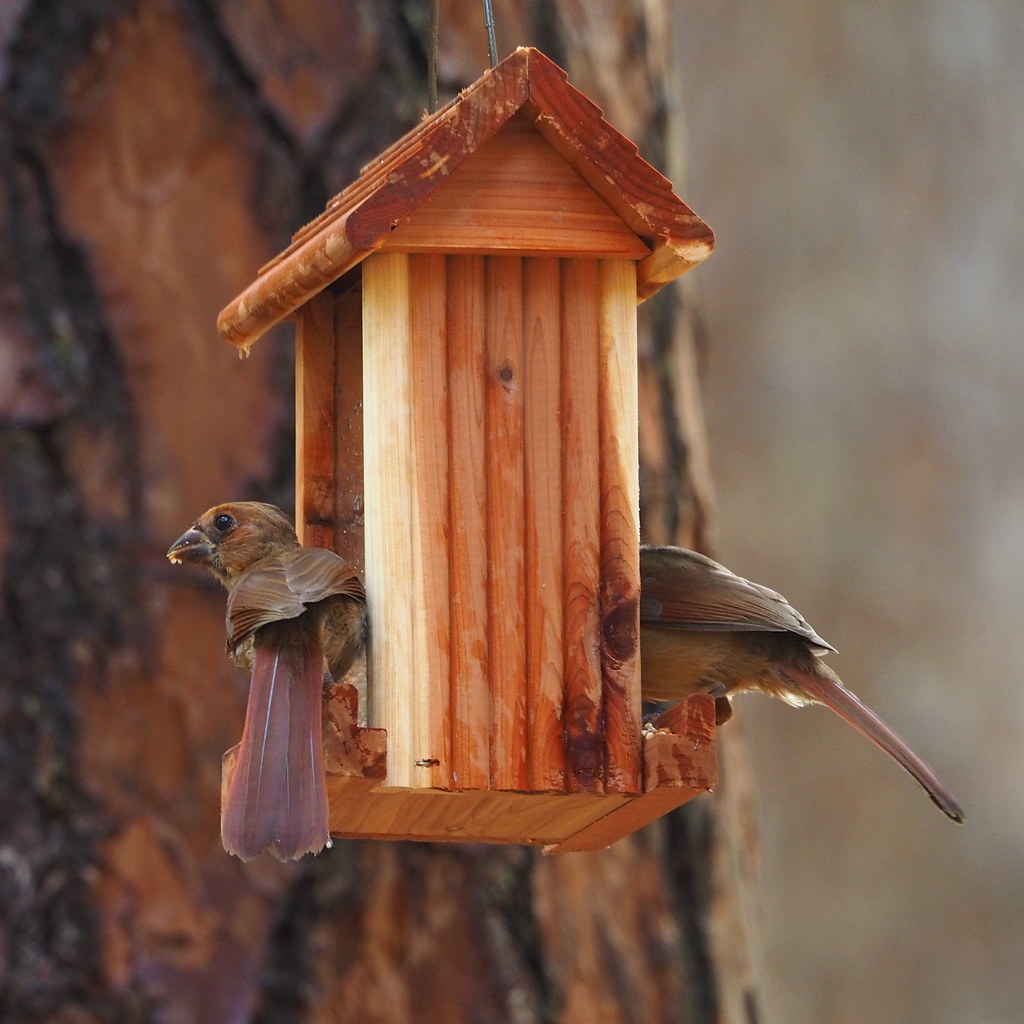 Cardinals | OLYMPUS DIGITAL CAMERA | carlinsc | Flickr