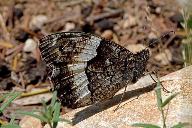 Hipparchia hermione - the Rock Grayling