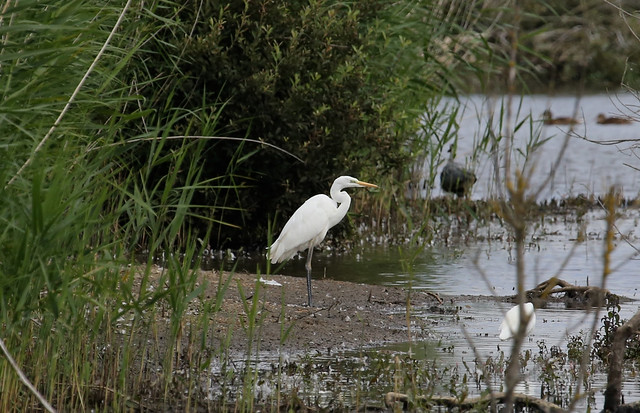 A record shot of the Great White Egret (Ardea alba), at Otmoor