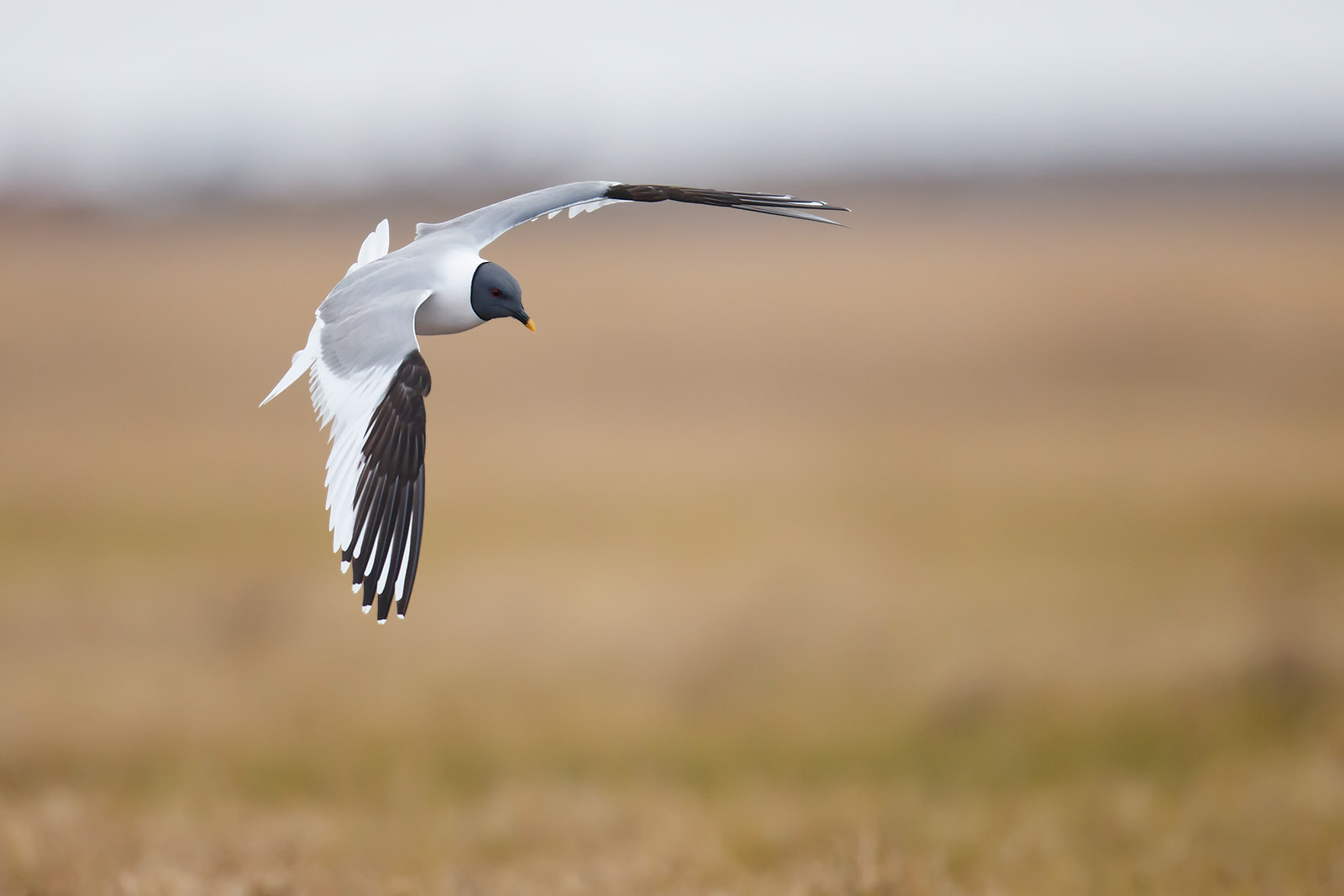 Xema sabini | Sabine's Gull | tärnmås
