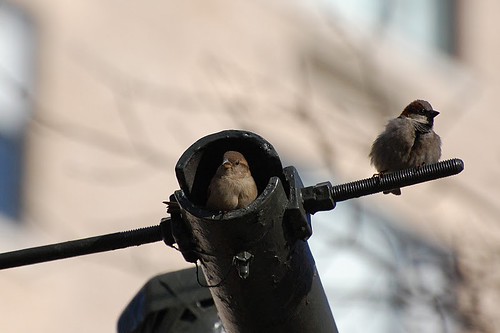 Sparrows2