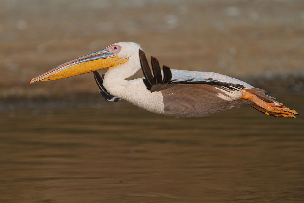 White Pelican - Kenya
