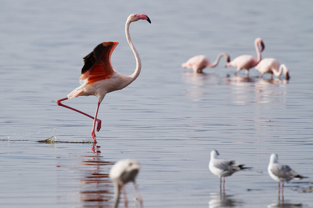 Greater Flamingo - Kenya