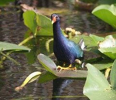 Purple Gallinule, Everglades NP, Florida