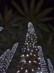 Arizona Center Palm Trees at Night