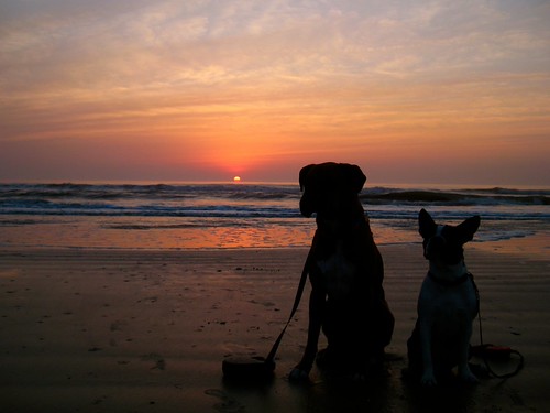 Sunrise, Day 3 by AshleyElaine85, The kidsbeach sunrise bostonterrier florida boxer