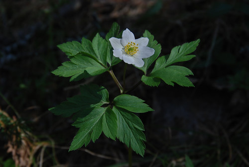 anemone-nemorosa-valkovuokko-anemone-nemorosa-sv-vitsip-flickr