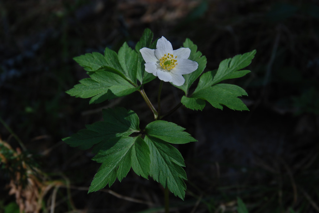 anemone-nemorosa-valkovuokko-anemone-nemorosa-sv-vitsip-flickr
