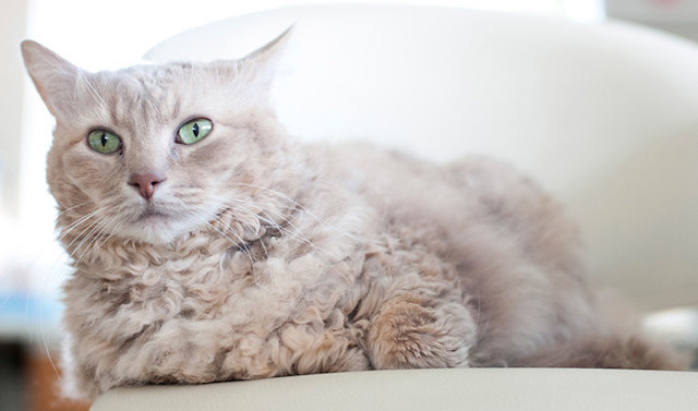 Most rare cat breeds in the world