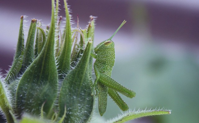 two-month sunflower tenant