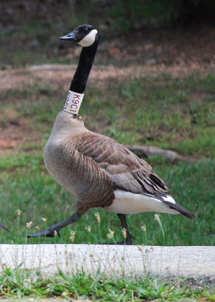 Goosie Step What Is The Purpose Of A Goose Step? – QQRPPZ